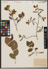 Foto von Salix silesiaca Willd.